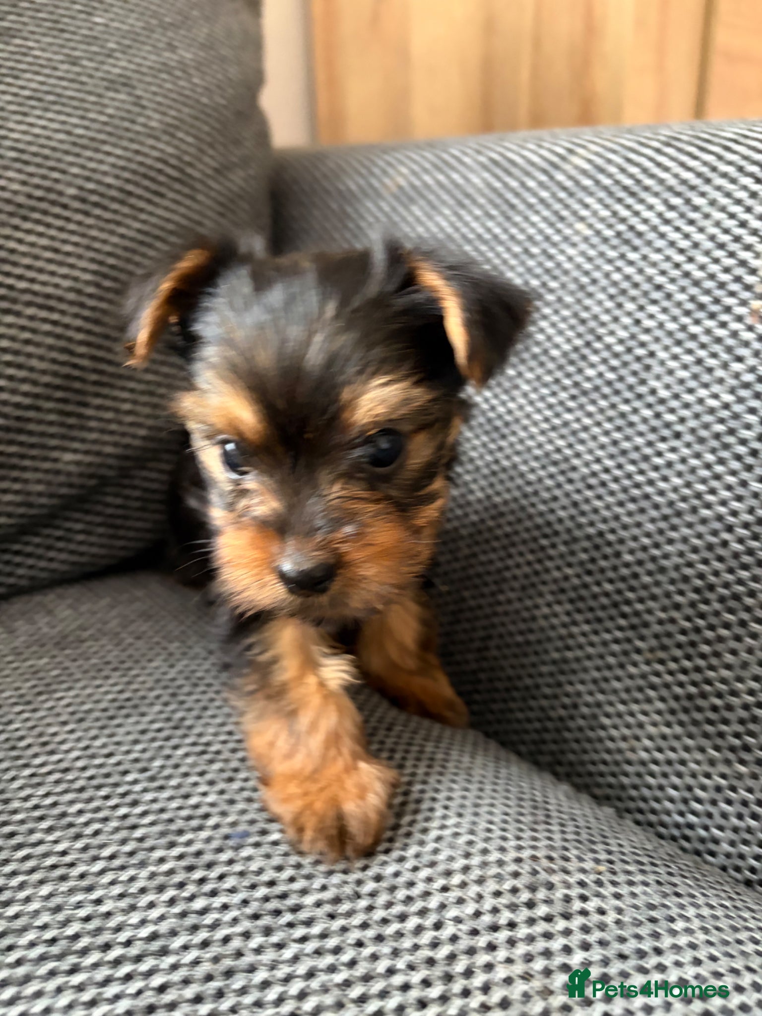 Yorkshire Terrier dogs for sale: 4 gorgeous puppies looking for their forever home in Horley - Advert 4
