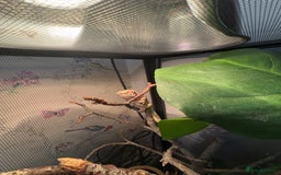 Chameleon reptiles for sale: Young female panther chameleon  - Image 4