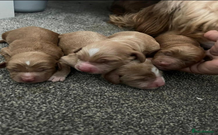 Cockapoo dogs - Advert 2