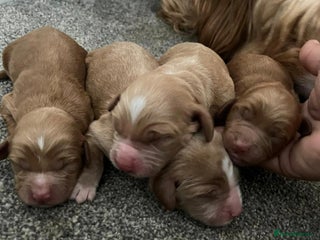 Cockapoo dogs - Advert 36