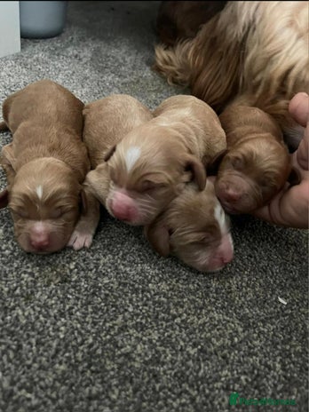 Cockapoo dogs - Advert 2