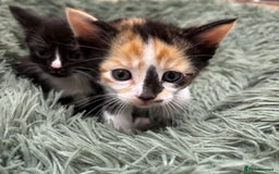 Mixed Breed cats for sale: 🌟Beautiful Oriental x Maine Coon Kittens🌟 - Image 5