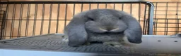 French Lop rabbits for sale: All reserved. Amazing quality French lop babies -  - Advert 2