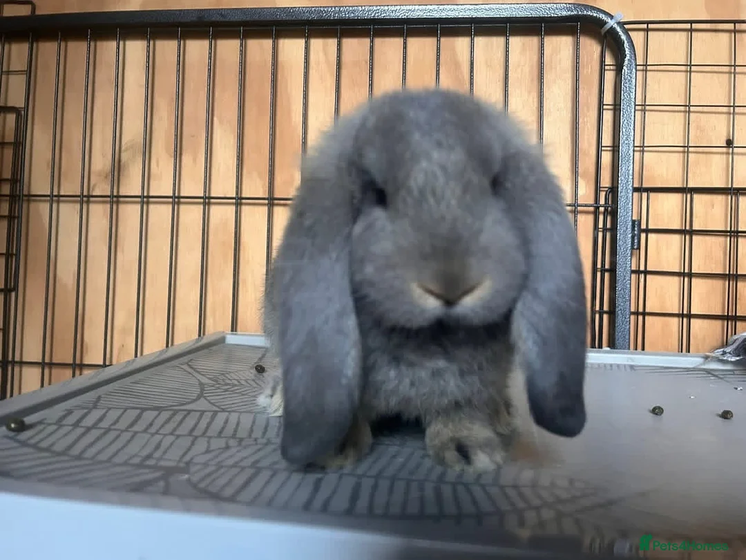 French Lop rabbits for sale: All reserved. Amazing quality French lop babies -  - Advert 2
