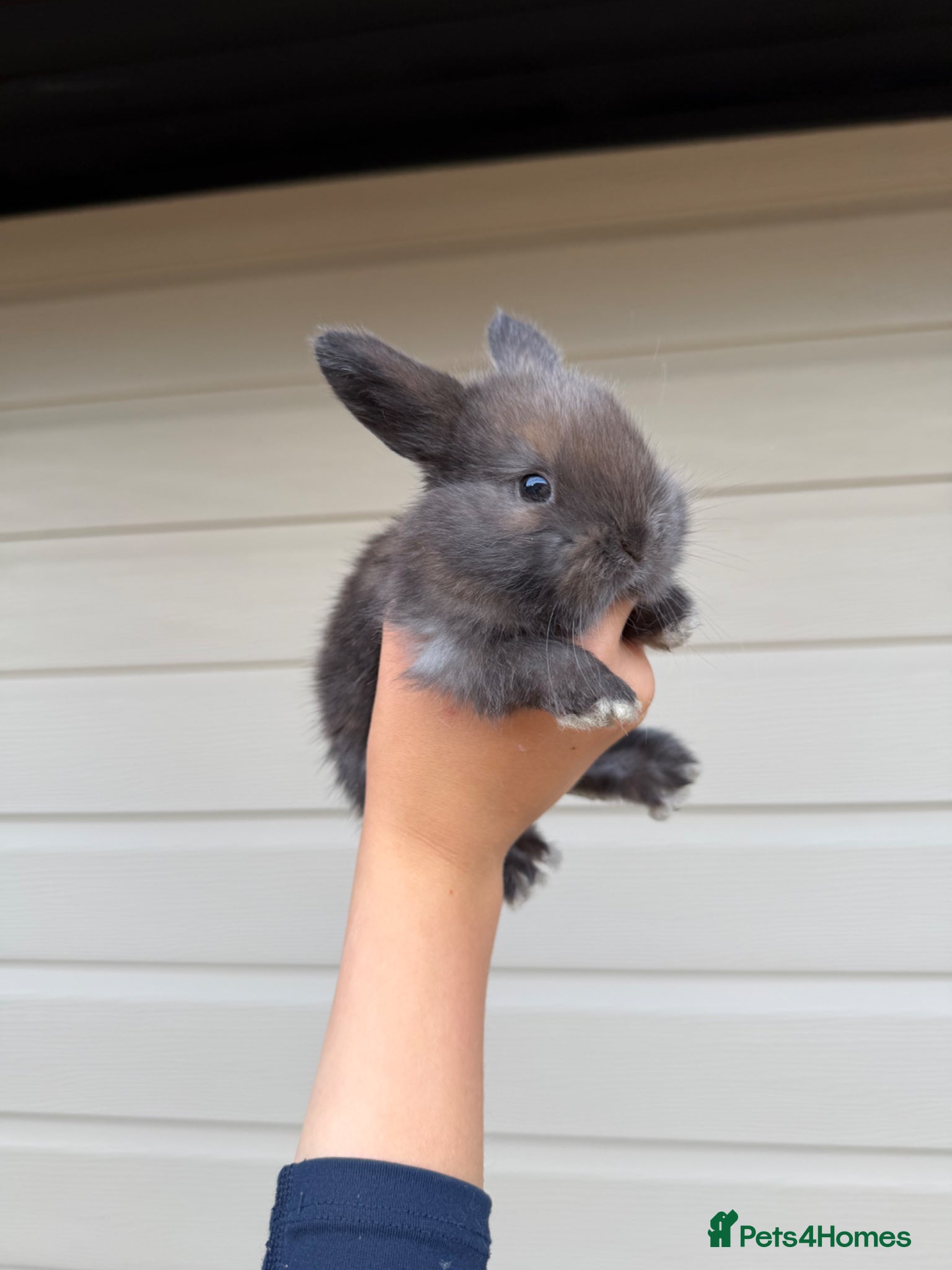 Mini Lop rabbits French lops and mini lop babies available! 🐰🤍✨ - Advert 17