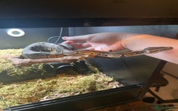 Snake reptiles for sale: Baby Royal (Ball) Python with all accessories  - Image 2
