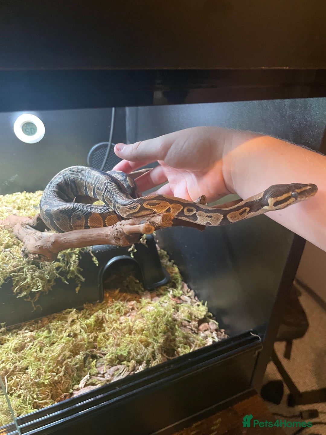 Snake reptiles for sale: Baby Royal (Ball) Python with all accessories  - Image 2