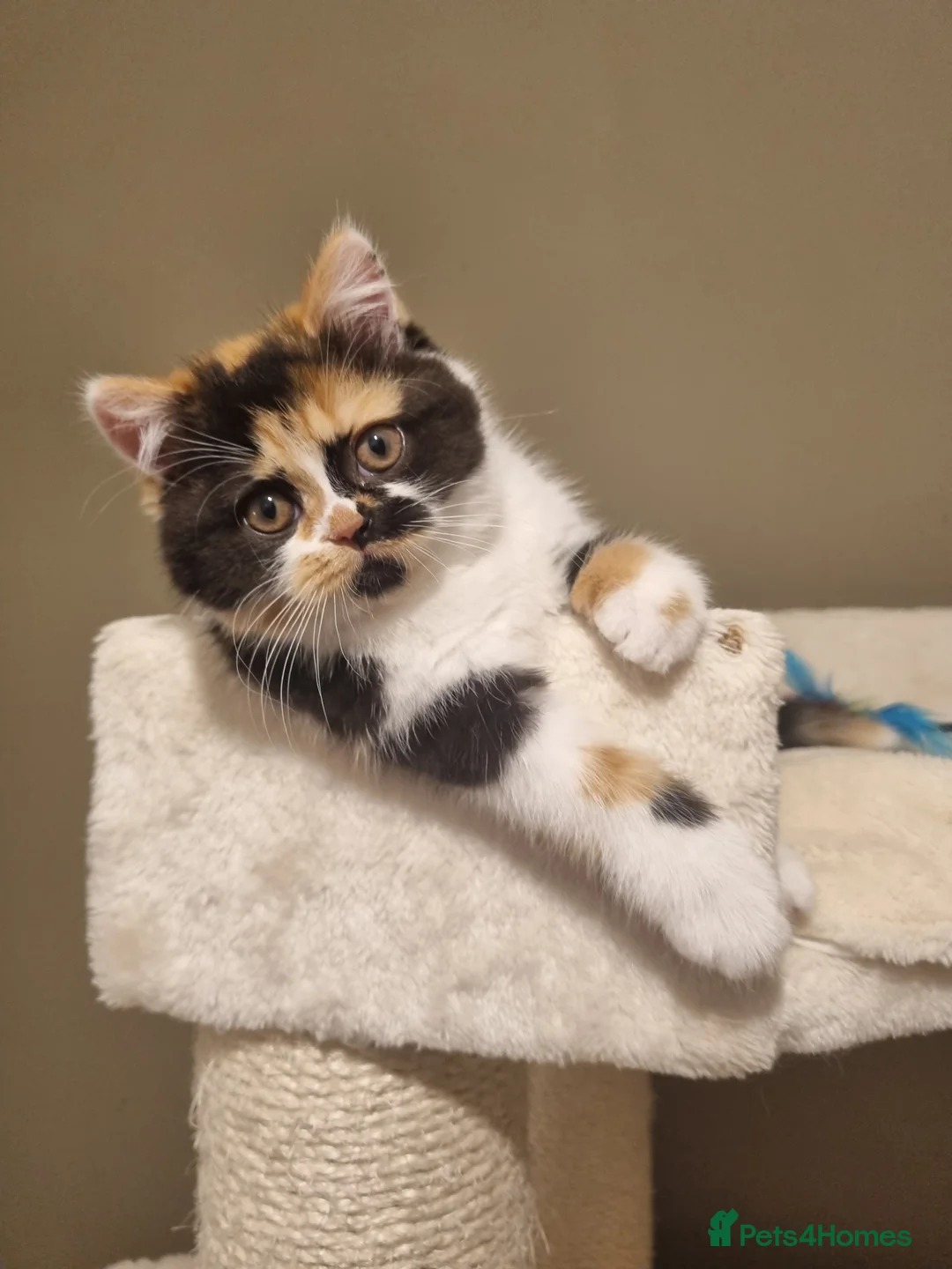 British Shorthair cats for sale: World class British Shorthair & Longhair kittens - Advert 4