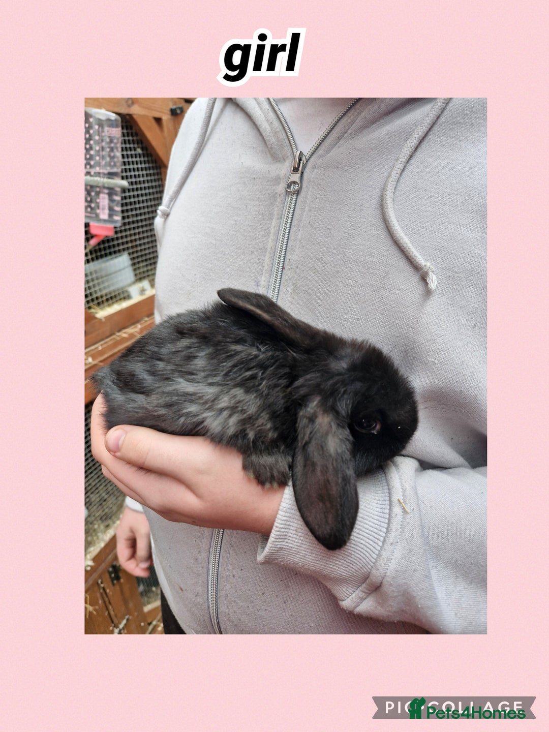Mini Lop rabbits for sale: ** mini lops available now** - Advert 3