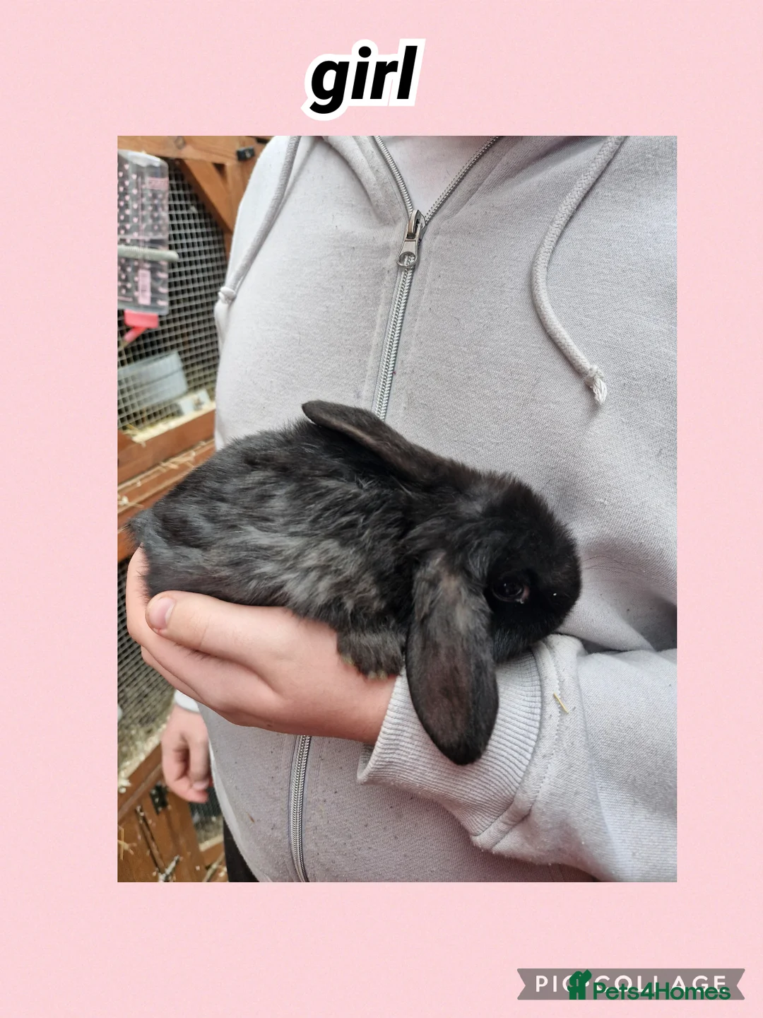 Mini Lop rabbits for sale: ** mini lops available now** - Advert 3