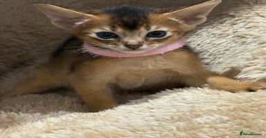 Abyssinian cats - Advert 2