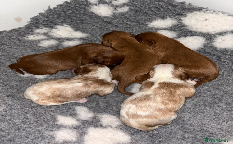Cavalier King Charles Spaniel dogs - Advert 14