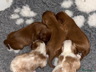 Cavalier King Charles Spaniel dogs - Advert 24