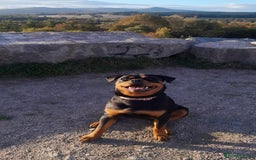 Rottweiler dogs for sale: 12 week old Rottweiler puppy - Image 2