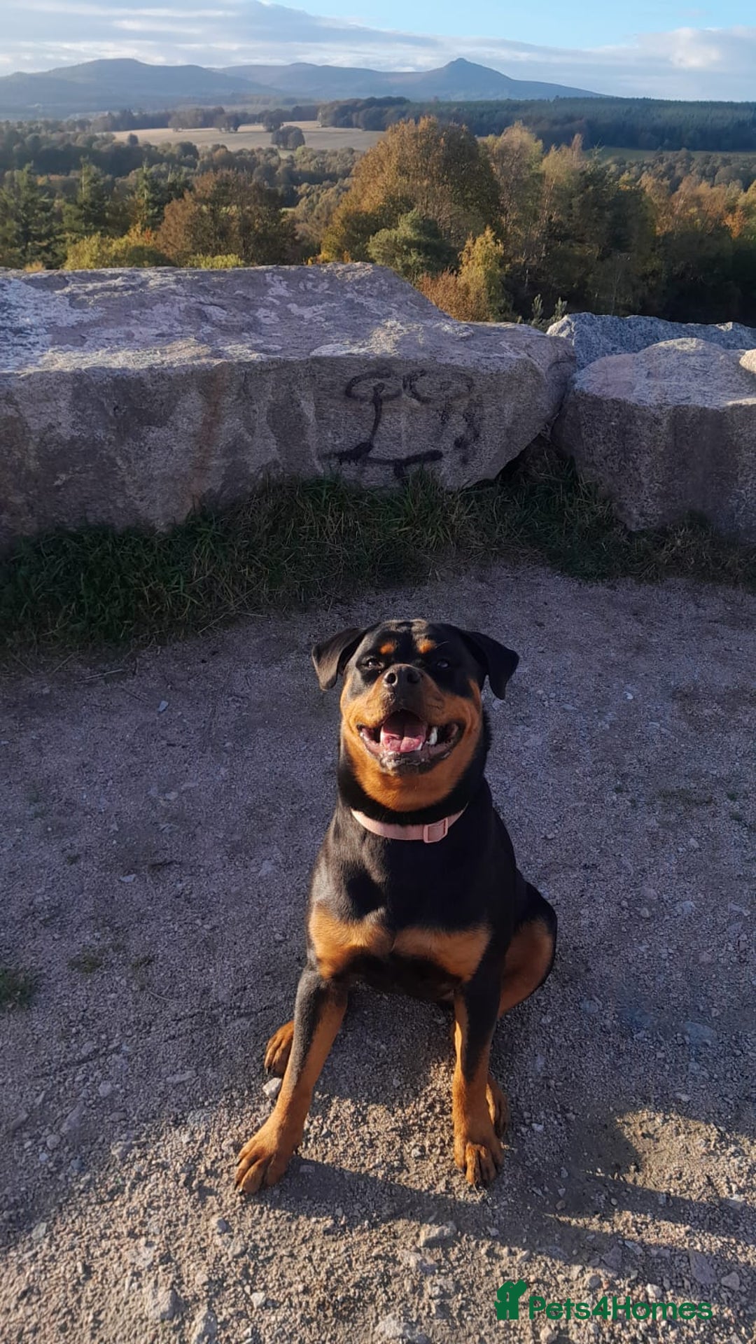 Rottweiler dogs for sale: 12 week old Rottweiler puppy - Image 2