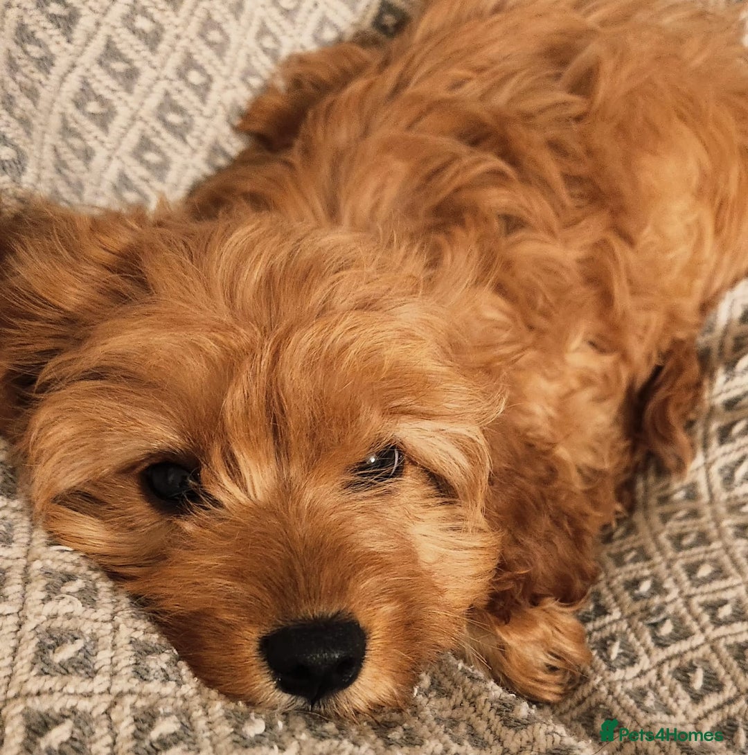 Cavapoo dogs for sale: Toy Cavapoo Puppies Looking for Forever Homes!! - Image 14
