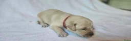 Golden Retriever dogs for sale: KC Registered Show Line Golden Retriever Puppies - Advert 16