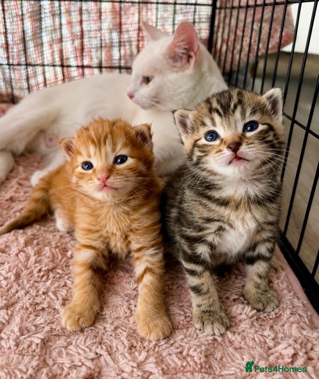 Siberian cats Two Gorgeous Tabby Kittens!  - Advert 5