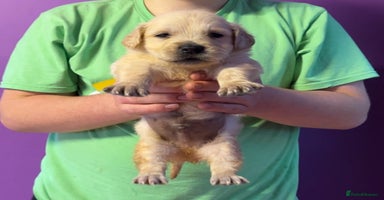 Golden Retriever dogs - Advert 16
