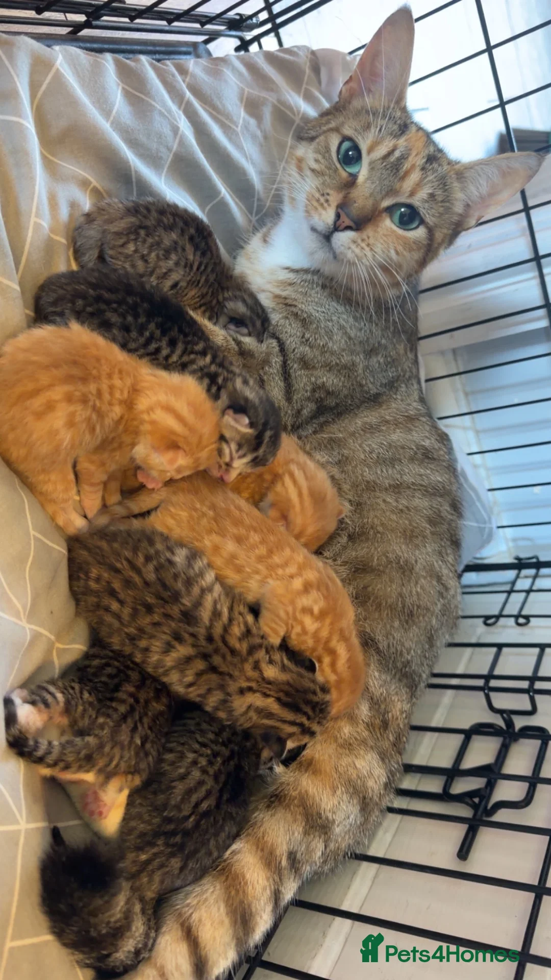 Mixed Breed cats for sale: 8 kittens ready for there forever homes ❤️ - Advert 1