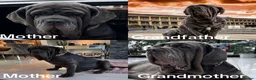 Neapolitan Mastiff dogs for sale: 2 Neapolitan mastiff puppies  - Advert 29