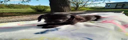 Doxiepoo dogs for sale: Daxiepoos 5 gorgeous pups  in Sturminster Newton - Advert 6