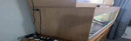 Python Snake reptiles for sale: ball python  - Advert 10