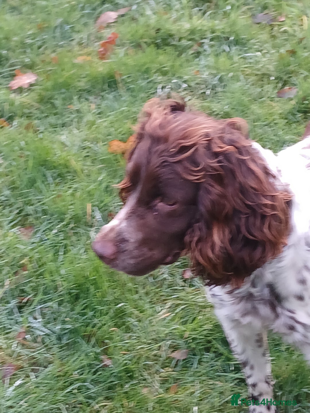 Sprocker dogs for sale: Sprocker spaniel - Advert 2