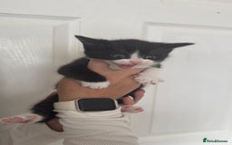 British Shorthair cats for sale: British short hair mixed kittens - Advert 5