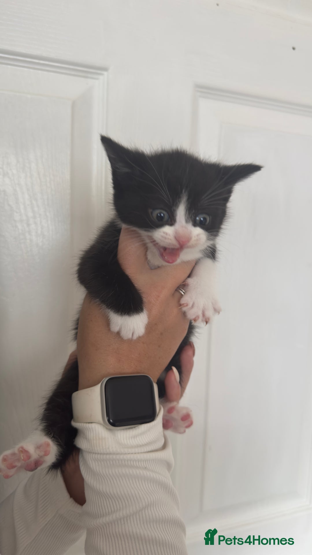 British Shorthair cats for sale: British short hair mixed kittens - Advert 5