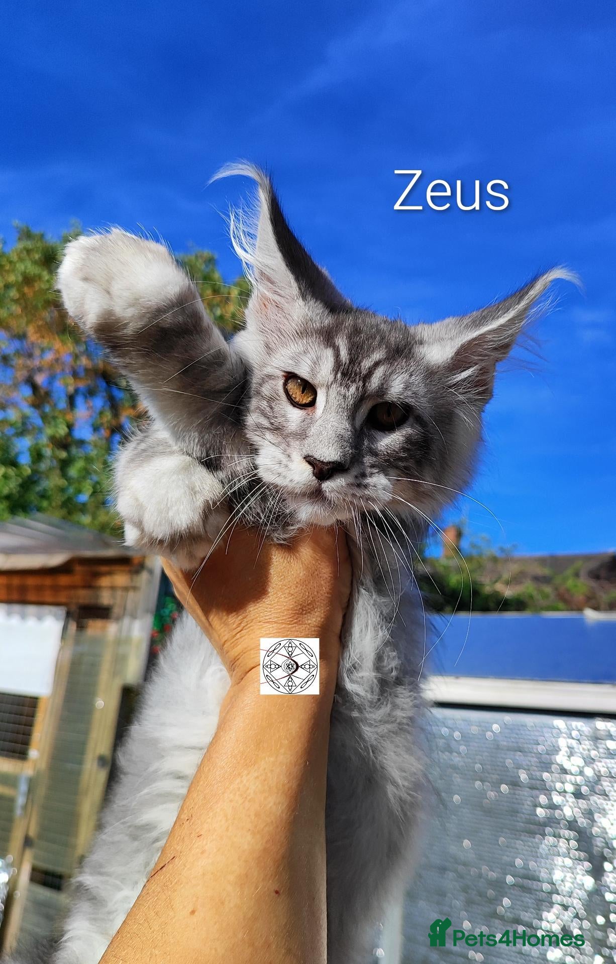 Maine Coon cats  XXL kittens ready to leave 😻 ❤️ - Advert 1