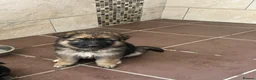 German Shepherd dogs for sale: German shepherd Puppies  - Advert 6