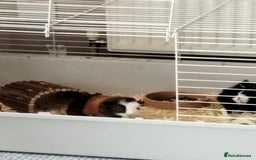 Guinea Pig rodents for sale: Rehoming: Two male guinea pigs  - Image 6