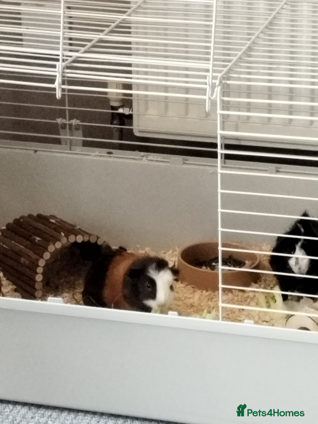 Guinea Pig rodents for sale: Rehoming: Two male guinea pigs  - Image 6