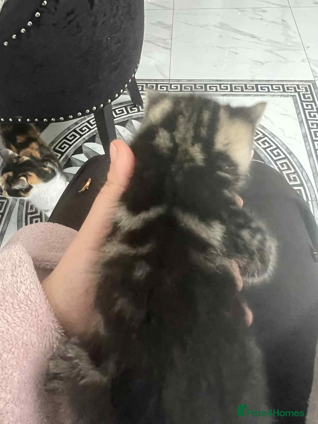 European cats for sale: Taby male kittens ready now - Advert 18