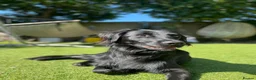 Mixed Breed dogs for adoption: Wren needs a new forever home  in Teddington - Advert 3