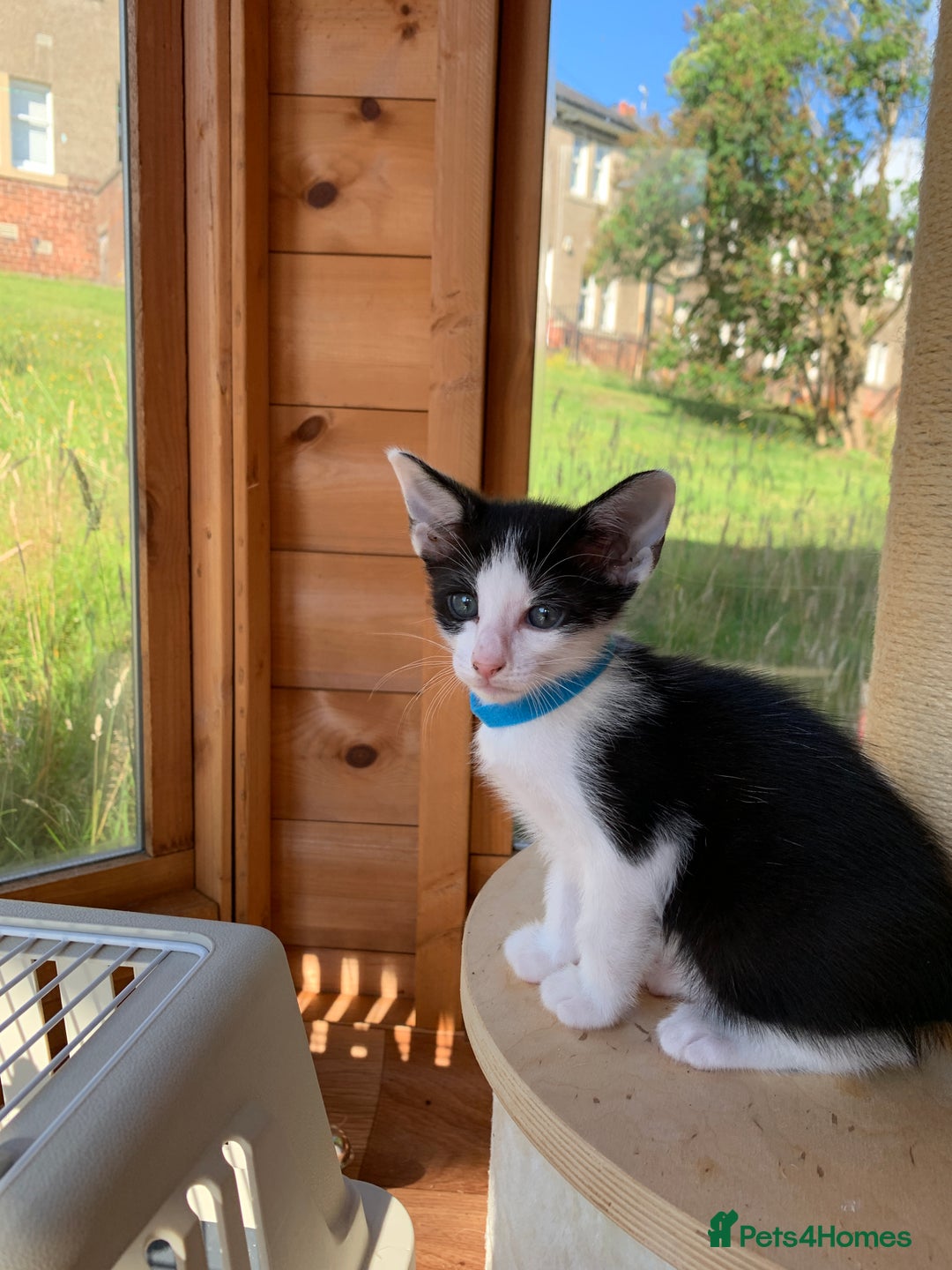 Siamese cats for sale: 2 half Siamese kittens  - Image 7