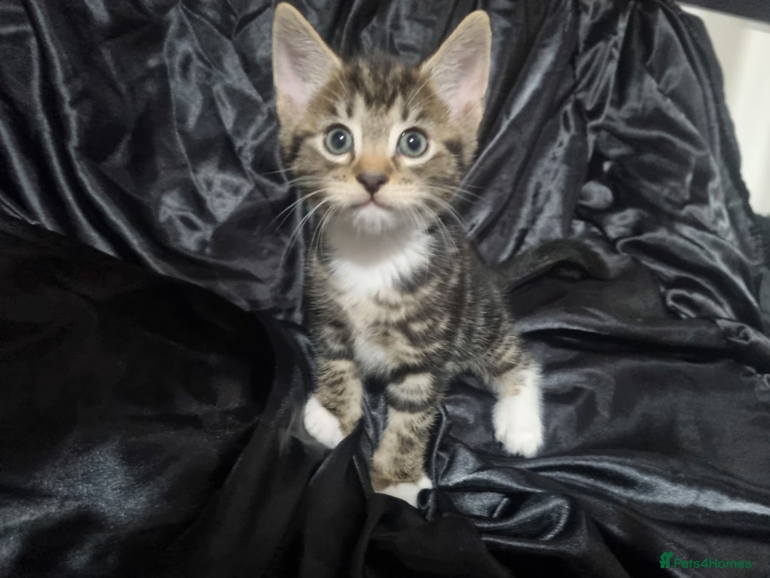 British Shorthair cats for sale: Kittens ready to go to new homes  - Image 11