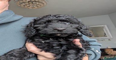 Cockapoo dogs F2b cockapoo Puppies (all females) - Advert 4