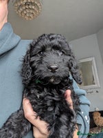 Cockapoo dogs F2b cockapoo Puppies (all females) - Advert 4