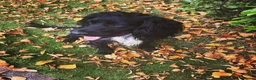 Cocker Spaniel dogs for sale: Beautiful Cocker Spaniel puppies  in Sheffield - Advert 13