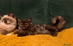 Mixed Breed cats for sale: Stunning maincoon x ragdoll - Image 3