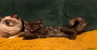 Mixed Breed cats - Advert 11