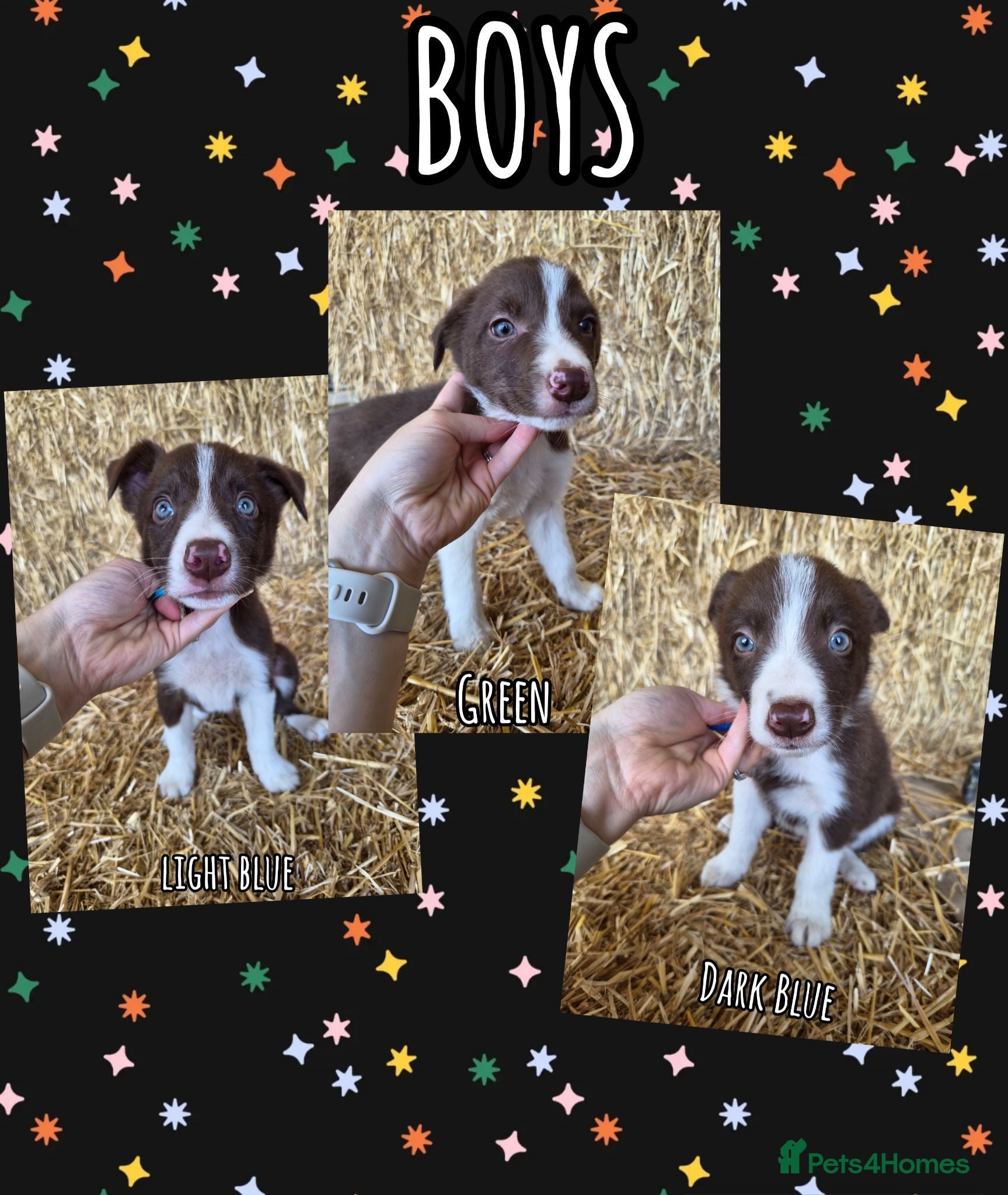 Border Collie dogs ISDS Registered Border Collie Puppies - Advert 1
