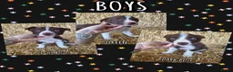 Border Collie dogs for sale: ISDS Registered Border Collie Puppies - Advert 1