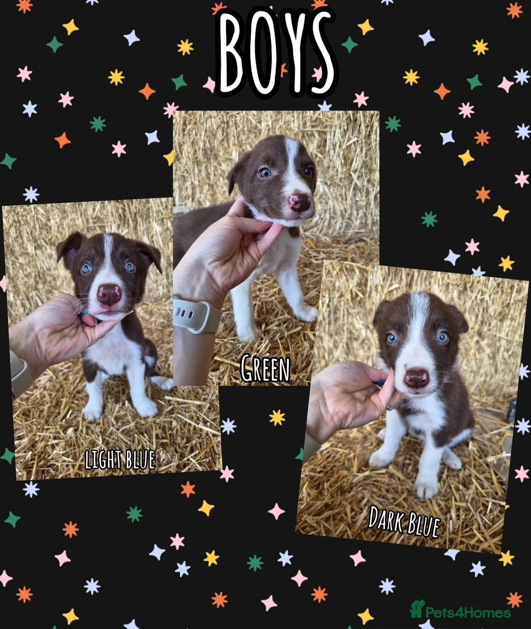 Border Collie dogs for sale: ISDS Registered Border Collie Puppies - Advert 1