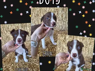Border Collie dogs ISDS Registered Border Collie Puppies - Advert 14