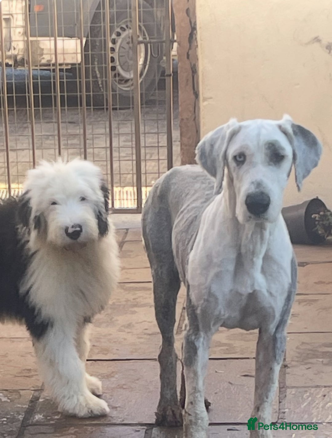Old English Sheepdog dogs for sale: Old English sheep dogs kc  - Advert 4