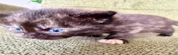 Ragdoll cats for sale: Absolute unique beauties Mink Ragdoll x BSH - Advert 16