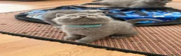 British Shorthair cats for sale: GCCF reg/British Shorthair kittens - Advert 3